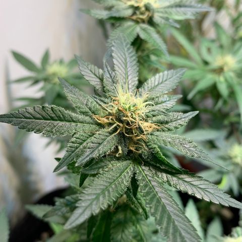 Tutankhamon pyramid seeds growlog timeline photo