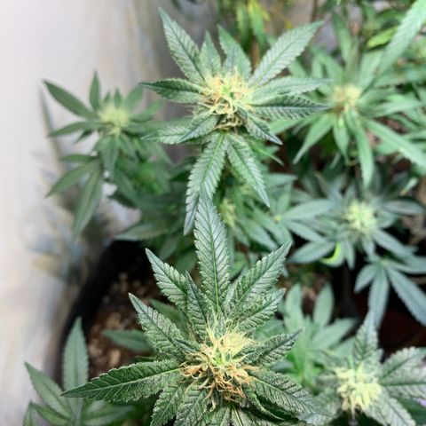 Tutankhamon pyramid seeds growlog timeline photo