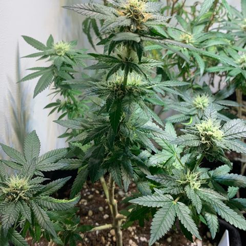 Tutankhamon pyramid seeds growlog timeline photo
