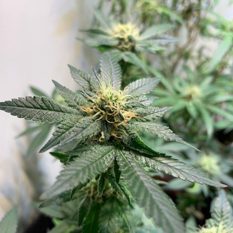 Tutankhamon pyramid seeds growlog timeline photo