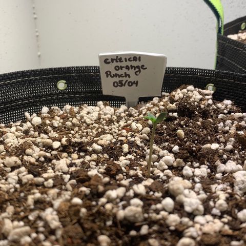 Padmé Amídala growlog timeline photo
