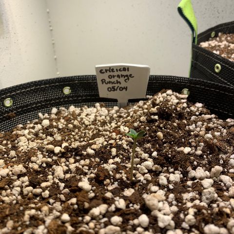 Padmé Amídala growlog timeline photo