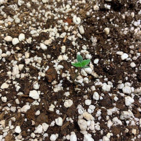 Padmé Amídala growlog timeline photo