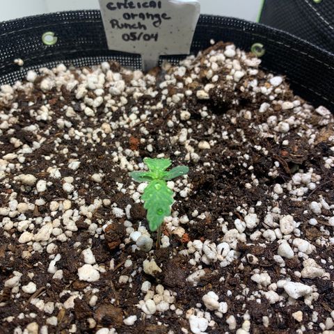 Padmé Amídala growlog timeline photo