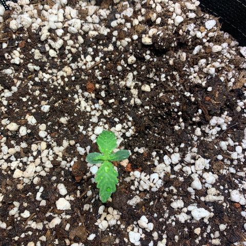 Padmé Amídala growlog timeline photo