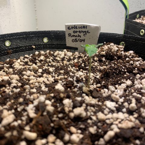 Padmé Amídala growlog timeline photo