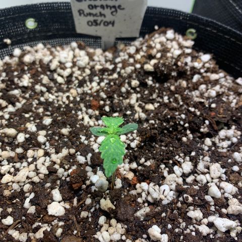 Padmé Amídala growlog timeline photo