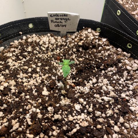 Padmé Amídala growlog timeline photo