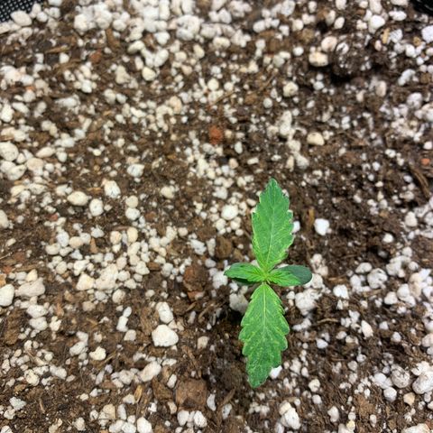 Padmé Amídala growlog photo: Notei amarelamento das folhas bem leve. Observar próximos dias 