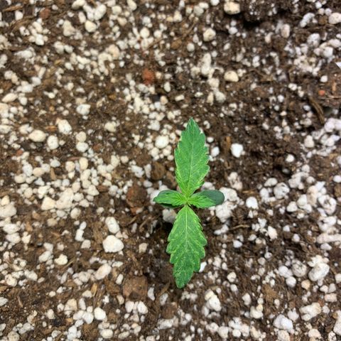 Padmé Amídala growlog photo: Notei amarelamento das folhas bem leve. Observar próximos dias 