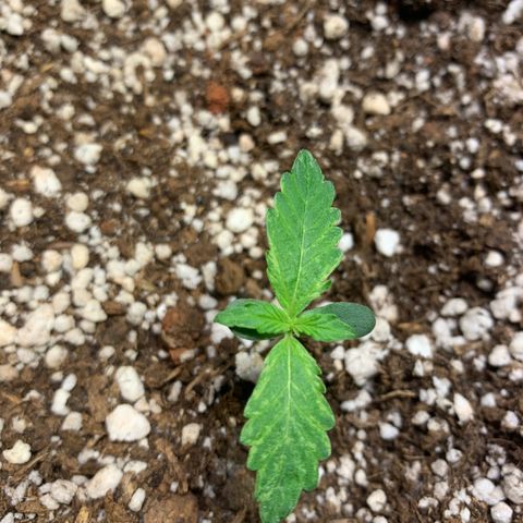 Padmé Amídala growlog photo: Notei amarelamento das folhas bem leve. Observar próximos dias 