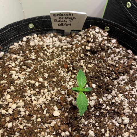 Padmé Amídala growlog photo: Notei amarelamento das folhas bem leve. Observar próximos dias 
