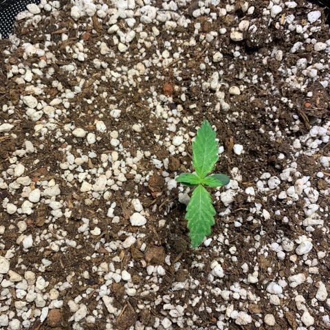 Padmé Amídala growlog photo: Notei amarelamento das folhas bem leve. Observar próximos dias 