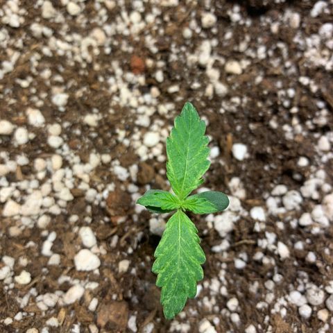 Padmé Amídala growlog photo: Notei amarelamento das folhas bem leve. Observar próximos dias 