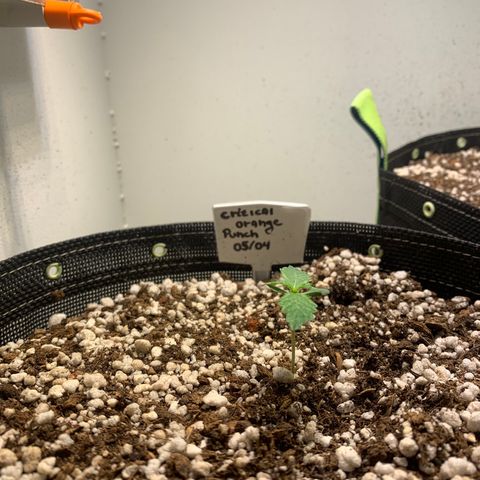 Padmé Amídala growlog photo: Notei amarelamento das folhas bem leve. Observar próximos dias 