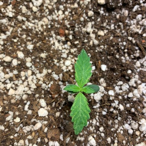 Padmé Amídala growlog photo: Notei amarelamento das folhas bem leve. Observar próximos dias 