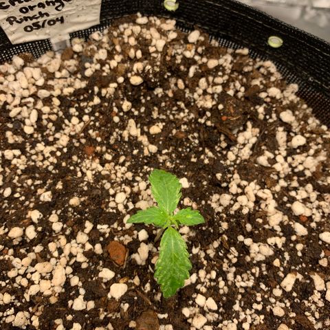 Padmé Amídala growlog timeline photo