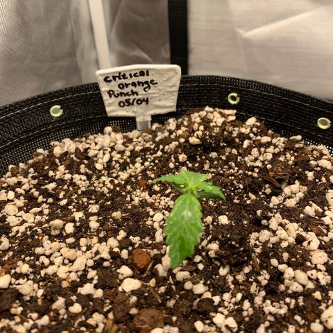 Padmé Amídala growlog timeline photo