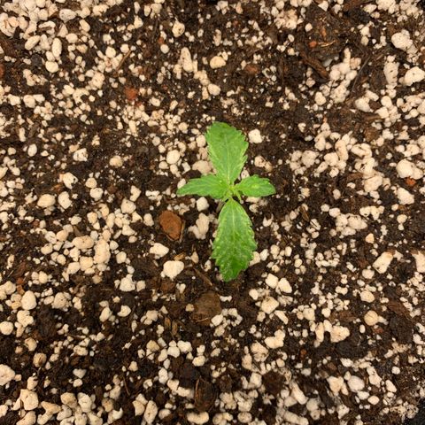 Padmé Amídala growlog timeline photo
