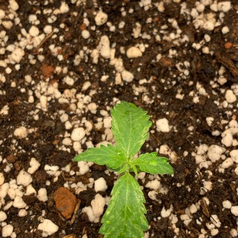 Padmé Amídala growlog timeline photo