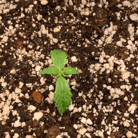 Padmé Amídala growlog timeline photo