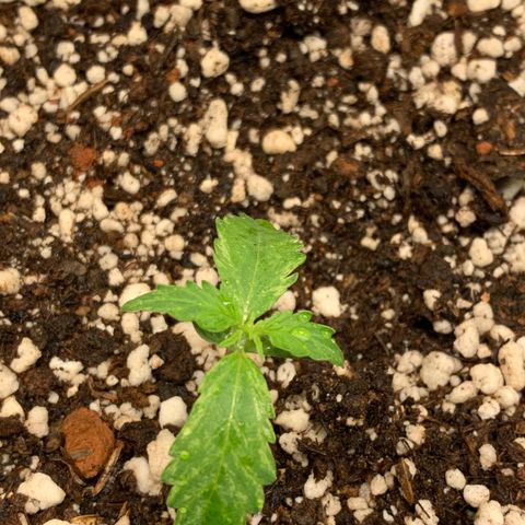 Padmé Amídala growlog timeline photo