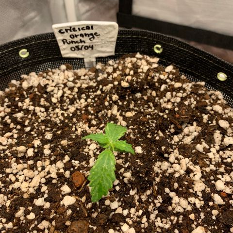 Padmé Amídala growlog timeline photo