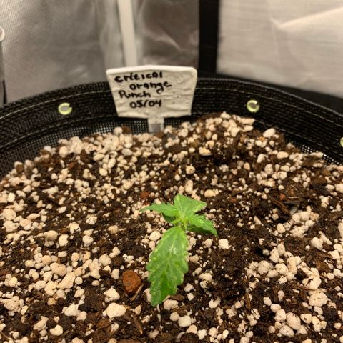Padmé Amídala growlog timeline photo