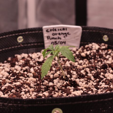 Padmé Amídala growlog timeline photo