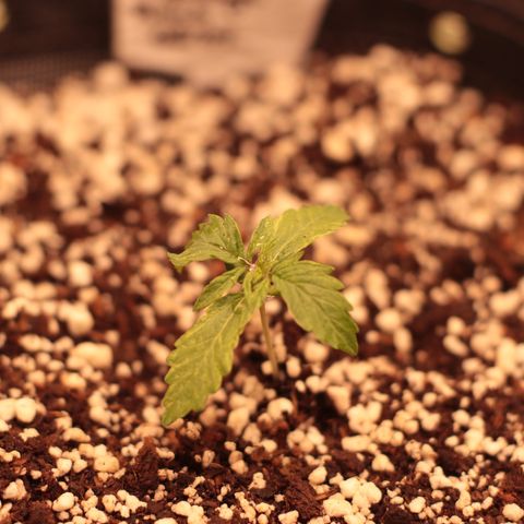 Padmé Amídala growlog timeline photo