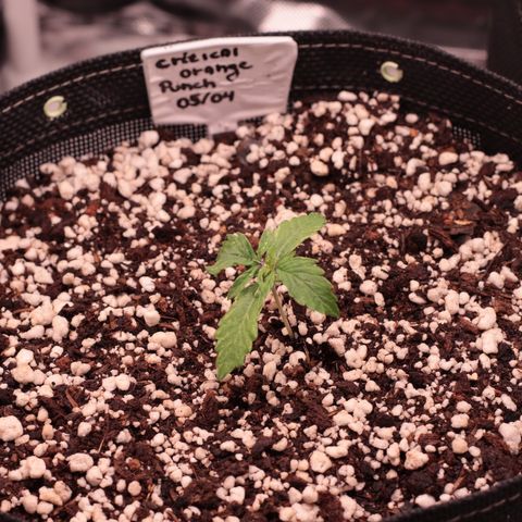 Padmé Amídala growlog timeline photo