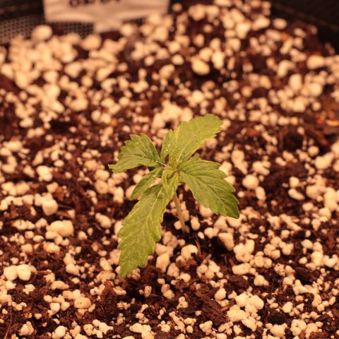 Padmé Amídala growlog timeline photo