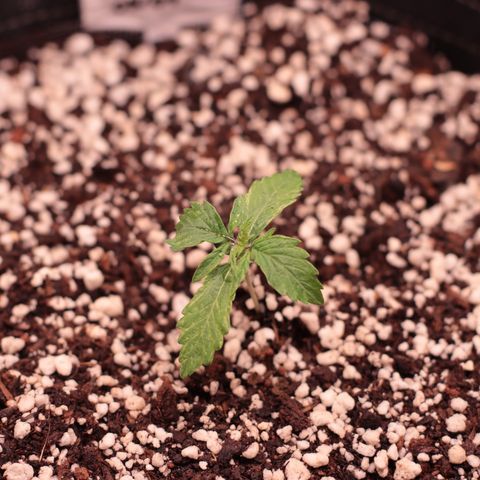 Padmé Amídala growlog timeline photo