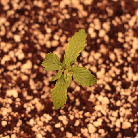 Padmé Amídala growlog timeline photo