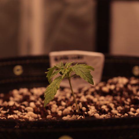 Padmé Amídala growlog timeline photo