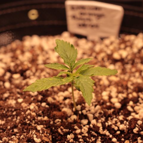 Padmé Amídala growlog timeline photo