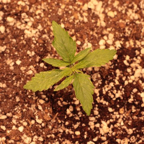 Padmé Amídala growlog timeline photo