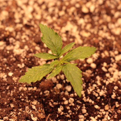 Padmé Amídala growlog timeline photo