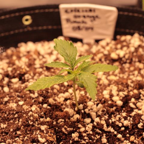 Padmé Amídala growlog timeline photo