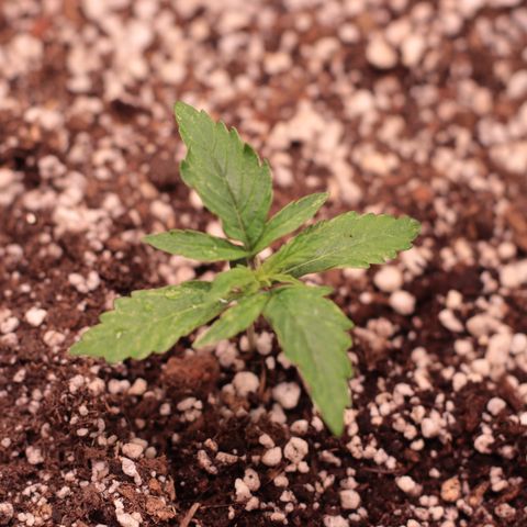 Padmé Amídala growlog timeline photo