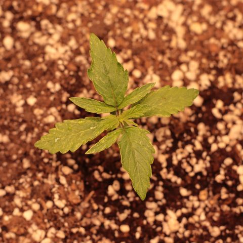 Padmé Amídala growlog timeline photo