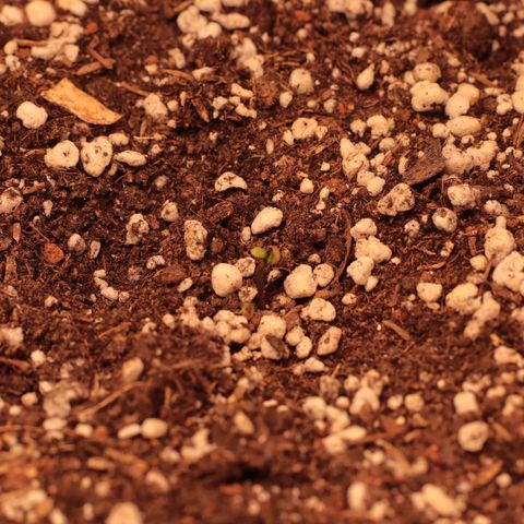 Princess Leia  growlog photo: Mais preocupante por enquanto, ela está escura e ainda não estava aberta. Hoje removi ela da semente, não sei se irá sobreviver. Pois não abriu direito e um dos cotiledones está quebrado. As folhas do meio estão muito pequenas e em um com as pontas pra cima. 