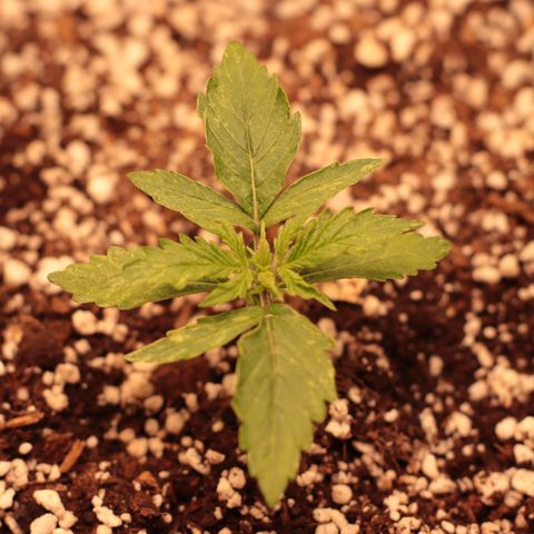 Padmé Amídala growlog photo: As folhas continuam com algumas manchas brancas. Pensei que fosse pela falta de humidade na terra do vaso. Porém com a última rega o par de folhas que nasceu manchou também. Pode ser genético percebi que uma das folhas nasceu sem
Uma ponta e as mesmas não são serrilhadas. As bordas das folhas estão enrolando, pode ser o calor. Observar. 