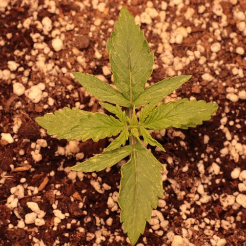 Padmé Amídala growlog photo: As folhas continuam com algumas manchas brancas. Pensei que fosse pela falta de humidade na terra do vaso. Porém com a última rega o par de folhas que nasceu manchou também. Pode ser genético percebi que uma das folhas nasceu sem
Uma ponta e as mesmas não são serrilhadas. As bordas das folhas estão enrolando, pode ser o calor. Observar. 