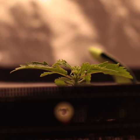 Padmé Amídala growlog photo: As folhas continuam com algumas manchas brancas. Pensei que fosse pela falta de humidade na terra do vaso. Porém com a última rega o par de folhas que nasceu manchou também. Pode ser genético percebi que uma das folhas nasceu sem
Uma ponta e as mesmas não são serrilhadas. As bordas das folhas estão enrolando, pode ser o calor. Observar. 