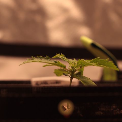 Padmé Amídala growlog photo: As folhas continuam com algumas manchas brancas. Pensei que fosse pela falta de humidade na terra do vaso. Porém com a última rega o par de folhas que nasceu manchou também. Pode ser genético percebi que uma das folhas nasceu sem
Uma ponta e as mesmas não são serrilhadas. As bordas das folhas estão enrolando, pode ser o calor. Observar. 