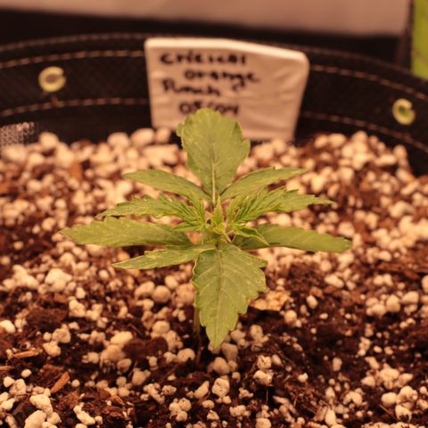 Padmé Amídala growlog photo: As folhas continuam com algumas manchas brancas. Pensei que fosse pela falta de humidade na terra do vaso. Porém com a última rega o par de folhas que nasceu manchou também. Pode ser genético percebi que uma das folhas nasceu sem
Uma ponta e as mesmas não são serrilhadas. As bordas das folhas estão enrolando, pode ser o calor. Observar. 