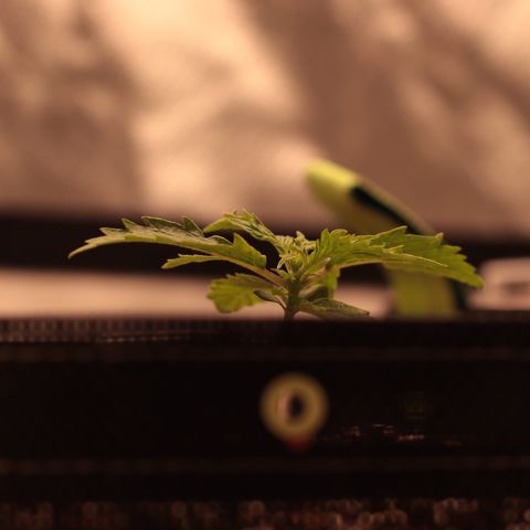 Padmé Amídala growlog photo: As folhas continuam com algumas manchas brancas. Pensei que fosse pela falta de humidade na terra do vaso. Porém com a última rega o par de folhas que nasceu manchou também. Pode ser genético percebi que uma das folhas nasceu sem
Uma ponta e as mesmas não são serrilhadas. As bordas das folhas estão enrolando, pode ser o calor. Observar. 