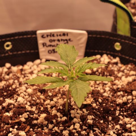 Padmé Amídala growlog photo: As folhas continuam com algumas manchas brancas. Pensei que fosse pela falta de humidade na terra do vaso. Porém com a última rega o par de folhas que nasceu manchou também. Pode ser genético percebi que uma das folhas nasceu sem
Uma ponta e as mesmas não são serrilhadas. As bordas das folhas estão enrolando, pode ser o calor. Observar. 