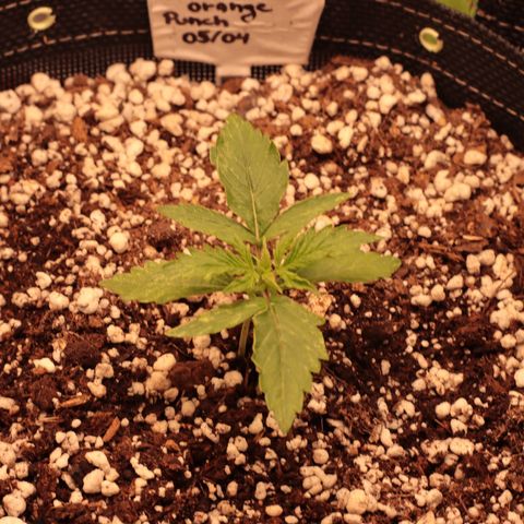 Padmé Amídala growlog photo: As folhas continuam com algumas manchas brancas. Pensei que fosse pela falta de humidade na terra do vaso. Porém com a última rega o par de folhas que nasceu manchou também. Pode ser genético percebi que uma das folhas nasceu sem
Uma ponta e as mesmas não são serrilhadas. As bordas das folhas estão enrolando, pode ser o calor. Observar. 